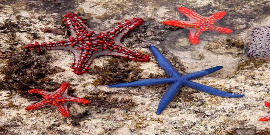 From Zanzibar: Starfish, Blue Lagoon, & The Rock Restaurant - Key things to know before you go