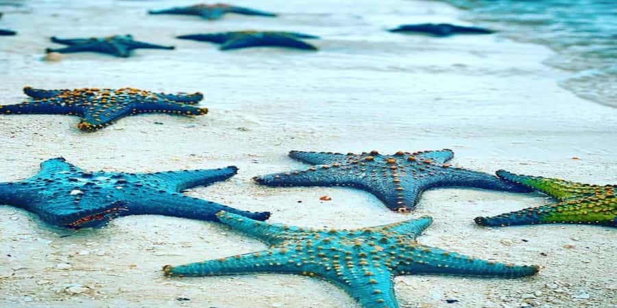 From Zanzibar: Starfish, Blue Lagoon, & The Rock Restaurant - Price and value: does $110 for 5 hours make sense?