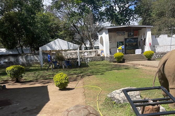 Full Day Arusha City Tour - National Natural History Museum and Boma Museum: Fossils, Birds, and a 600-Year Tortoise