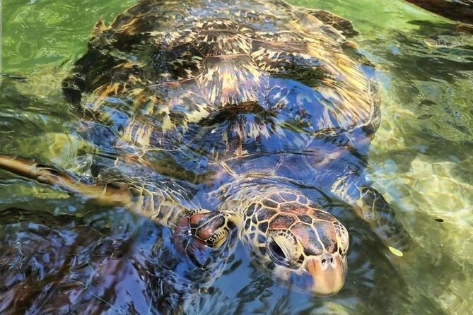 Full day Dolphin tour, Nungwi and Kendwa Beach Tour with Lunch - Kendwa Beach: where the day slows down and the sunset does the work