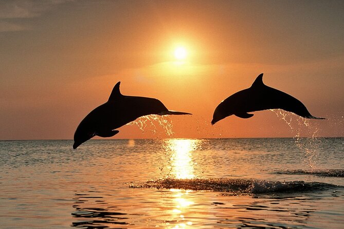 Full-Day Guided private Dolphins tour+ Monkeys + Stone town &spice Farm Zanzibar - Tangawizi Spice Farm: cloves, vanilla, cardamom, and the Persian Baths story