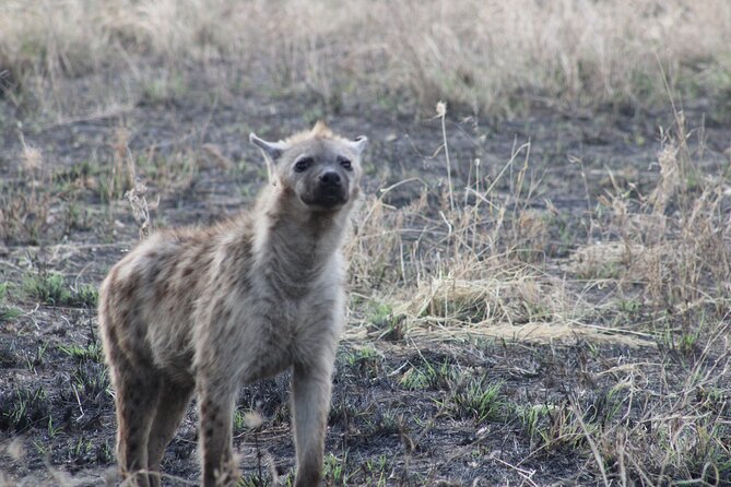 Full-Day Ngorongoro Crater private tour - The picnic lunchbox in the park: how to use it well