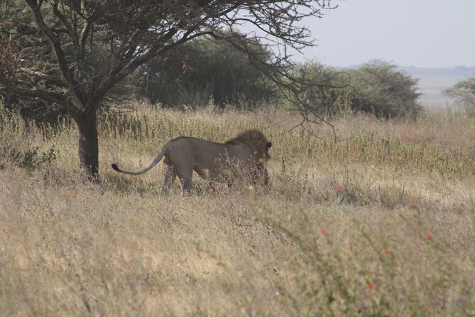Full-Day Ngorongoro Crater private tour - What’s not included, so you can avoid day-of surprises