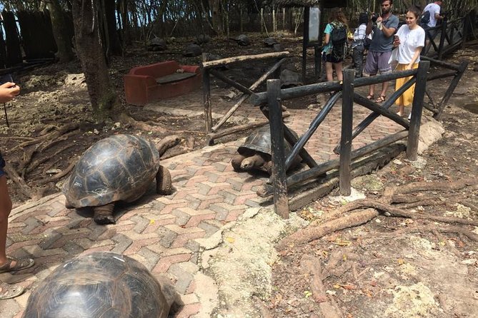 Full-day Prison Island, Nakupenda and Stone Town Tour with Lunch Buffet - Who This Tour Fits Best (and Who Might Skip a Stop)