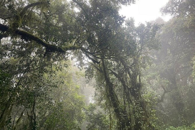 Full Day Private Hiking Tour to Kilimanjaro Mountain - Guide Experience: Why Professional Guidance Matters on Kilimanjaro Terrain