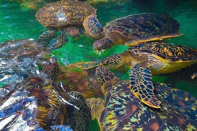 Full Day Private Mnemba Island + Turtles Aquarium & Kendwa Beach - Muyuni Beach to Mnemba Island: dolphin time and the rhythm of the day