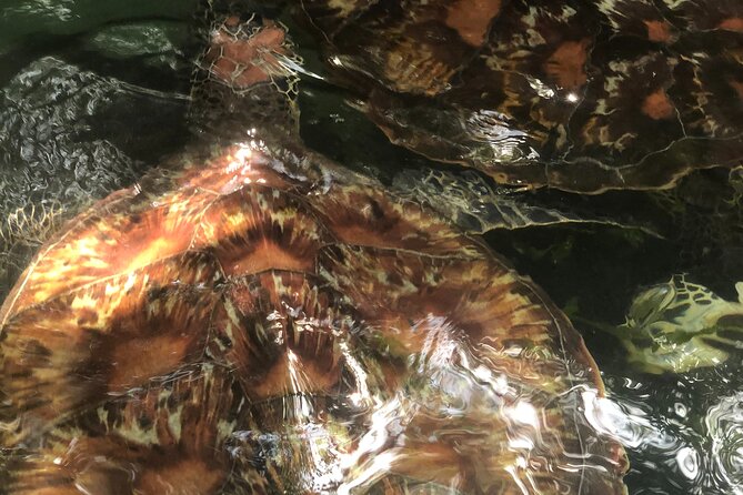 Full Day Private Mnemba Island + Turtles Aquarium & Kendwa Beach - Price and value: why $104 can make sense here