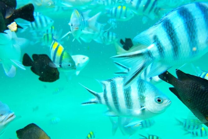 Full Day Private Mnemba Island + Turtles Aquarium & Kendwa Beach - Should you book this private Mnemba Island + turtles + Kendwa Beach tour?