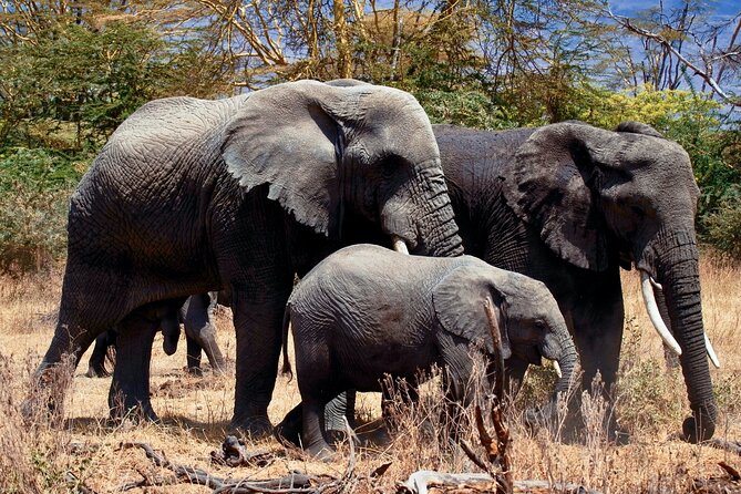 Full Day Private Safari - Tarangire National Park - Key Safari Wins in Tarangire