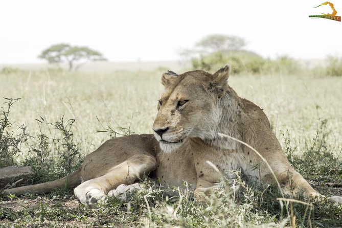Full-Day Private Serengeti Safari from Mwanza - Price and value from Mwanza: what $1,085 buys you