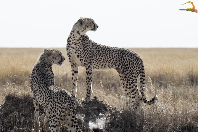 Full-Day Private Serengeti Safari from Mwanza - Private 4x4 comfort with the pop-up roof setup