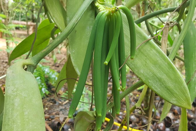 Full Day Private Spice Farm Stone Town and Prison Island - What is included, and what you will plan for