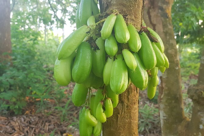 Full Day Private Spice Farm Stone Town and Prison Island - Who this private tour suits best