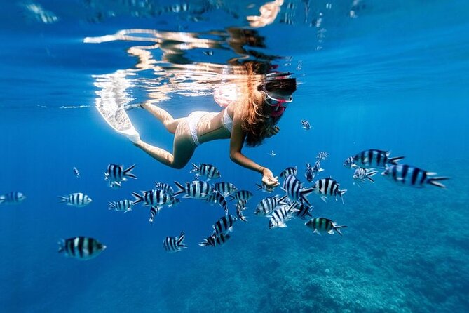 Full Day Private Zanzibar Tour with Sunset Beach - Baraka Natural Aquarium: sea turtles from waist-deep water