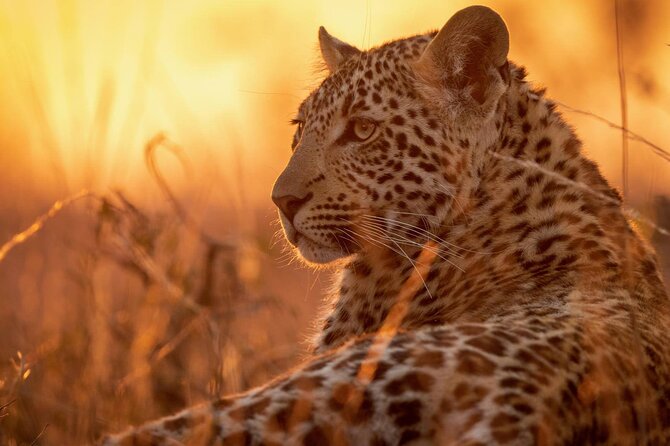 Full Day Safari to Mikumi National Park from Zanzibar with Lunch - Key points before you go