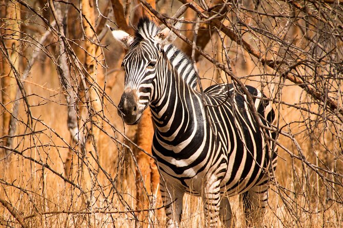 Full Day Safari to Mikumi National Park from Zanzibar with Lunch - From Zanzibar to Mikumi: The Flying Start That Makes It Worth Your Time
