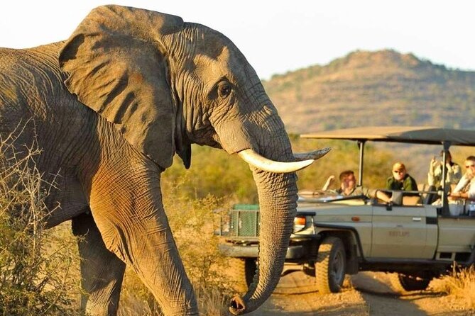 Full Day Safari to Mikumi National Park from Zanzibar with Lunch - Lions, Buffalo Crossings, and the Road Moments