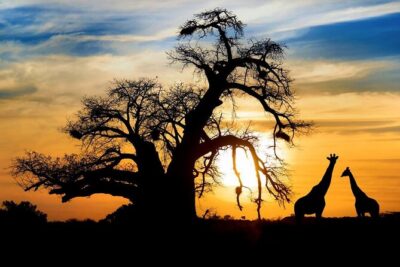 Full Day Safari to Mikumi National Park from Zanzibar with Lunch