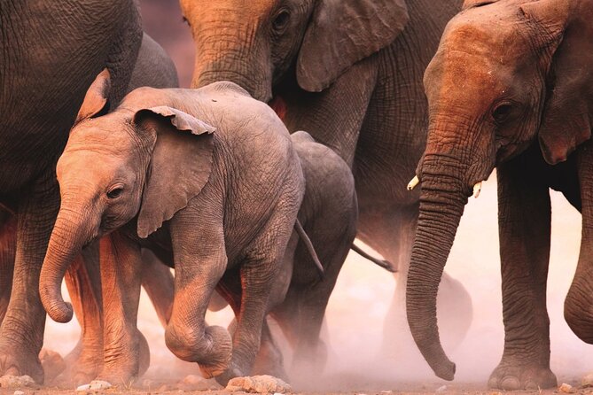 Full Day Safari to Mikumi National Park from Zanzibar with Lunch - Comfort and Control: Private Touring With a Real Guide
