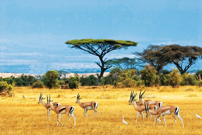Full Day Safari to Mikumi National Park from Zanzibar with Lunch - Price and Value: What $3,000 Per Person Includes