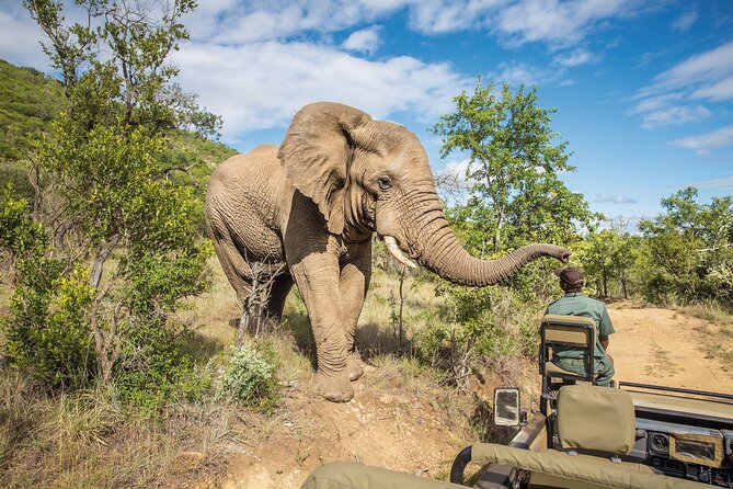 Full Day Safari to Mikumi National Park from Zanzibar with Lunch - Who This Safari Suits Best (and Who Might Reconsider)