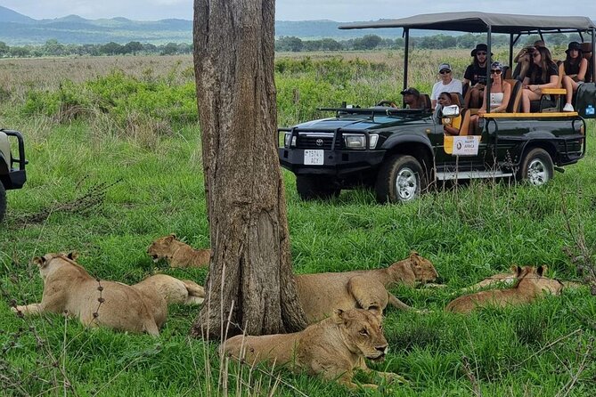 Full-Day Safari Tour from Mikumi National Park of Zanzibar - Key highlights you should care about