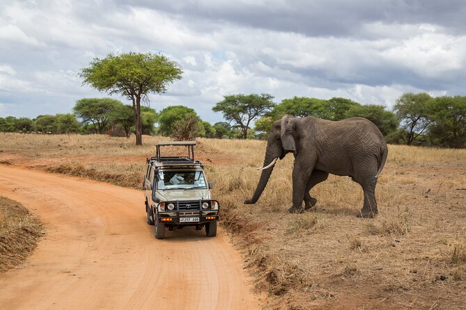 Full-Day Safari Tour from Mikumi National Park of Zanzibar - Meet the people: why Feel Savannah guides make the day smoother