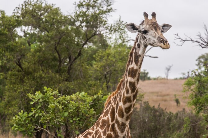 Full-Day Safari Tour from Mikumi National Park of Zanzibar - Price and value: is $550 worth flying for a safari?