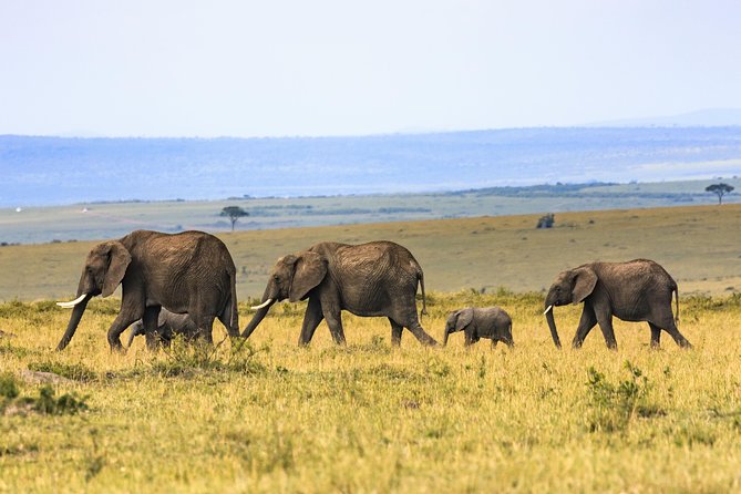 Full-Day Serengeti Tour from Mwanza - Key highlights you should care about