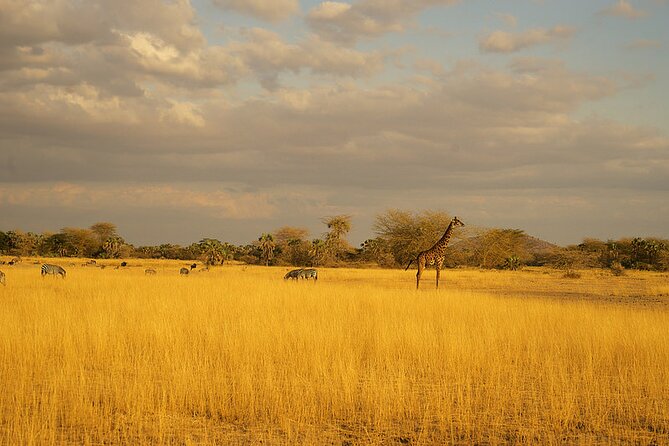 Full-Day Serengeti Tour from Mwanza - Afternoon Game Drive: Different Animals, Same Savannah Rhythm