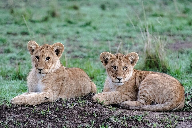 Full-Day Serengeti Tour from Mwanza - 4x4 Touring with Small Groups: Paul, James, Ben, and Edward