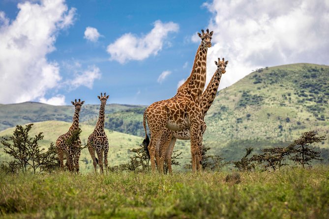 Full Day To Arusha National Park - Your 7:00 am setup from Sokoine Road