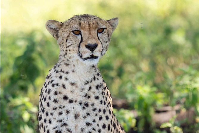 Full Day To Arusha National Park - Forest birding and colobus monkeys near Mount Meru
