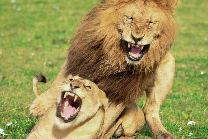 Full Day To Arusha National Park - Big animals without the Big Five pressure