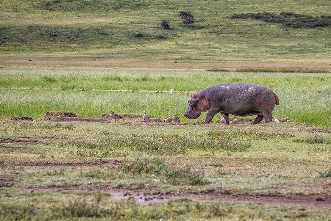 Full Day To Arusha National Park - Stop at the park gate: your first animal odds and what they mean