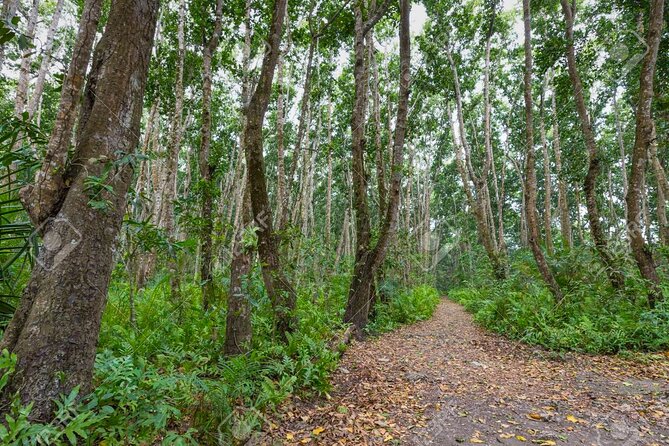 Full-day Tour Mnemba Jozani Forest Kuza Cave Paje Beach The Rock - Timing tips for a smooth, not-stressful 7:00 am start