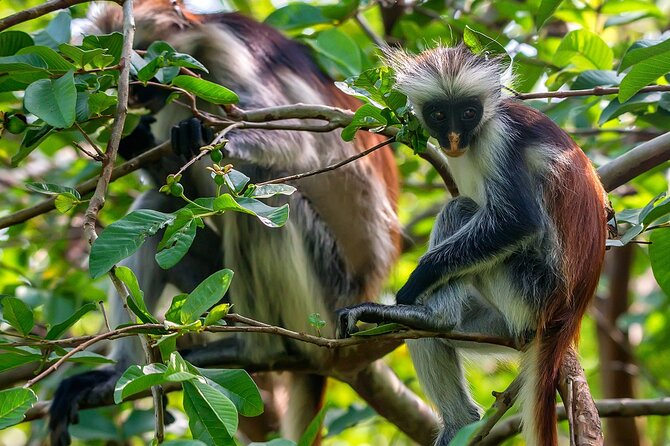 Full-day Tour Mnemba Jozani Forest Kuza Cave Paje Beach The Rock - Mnemba Island: crystal water time that’s usually the main event
