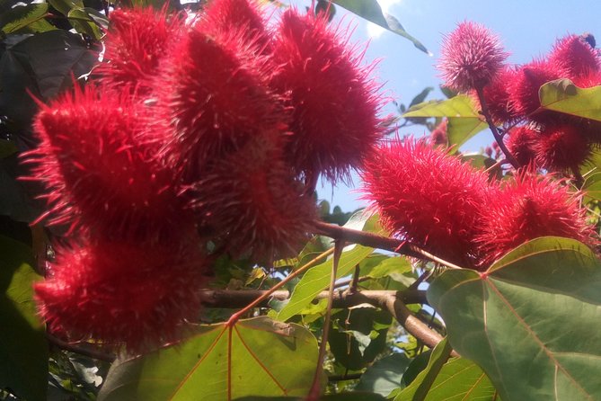 Full day trip (Spice tour, Prison island and Stone Town tour ) - Jambo Spice Farm: tasting clove, vanilla, and coconut before you leave