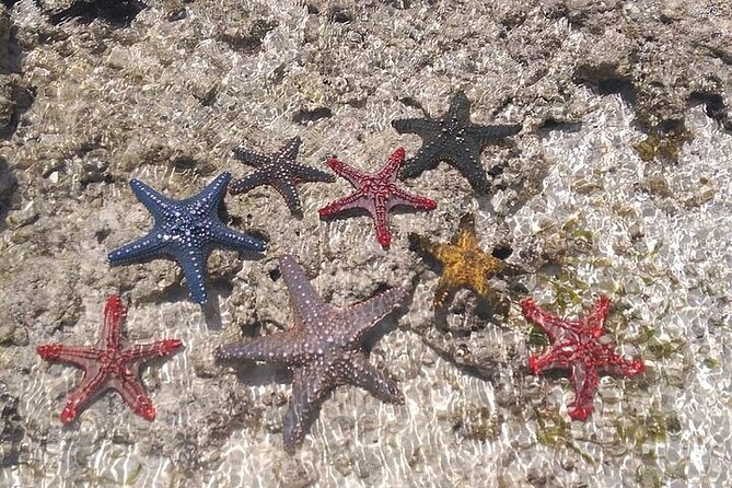 Fullday trip to Pungume and Uzi Island for Snorkeling and more - Should you book the Pungume and Uzi snorkeling day?