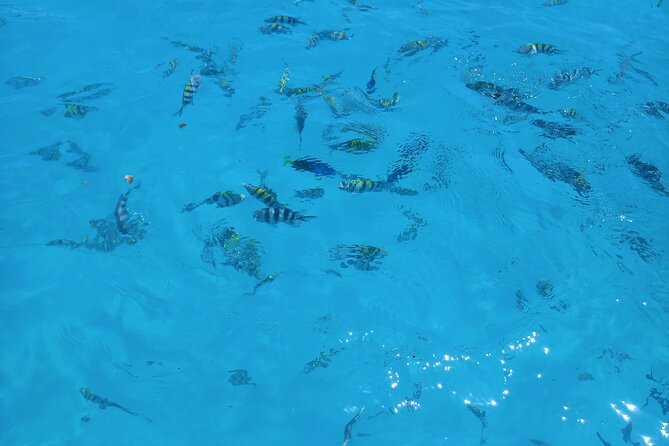 Fullday trip to Pungume and Uzi Island for Snorkeling and more - Dolphin searching over the Indian Ocean, and why timing feels active
