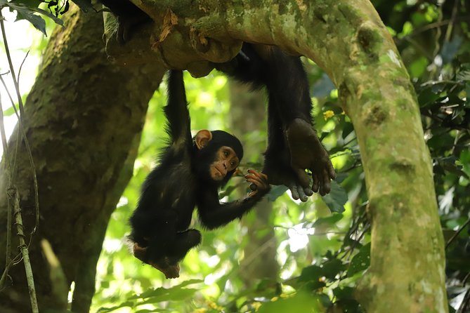 Gombe National Park Chimpanzee Trekking - Private guide and flexible start time, the real comfort advantage
