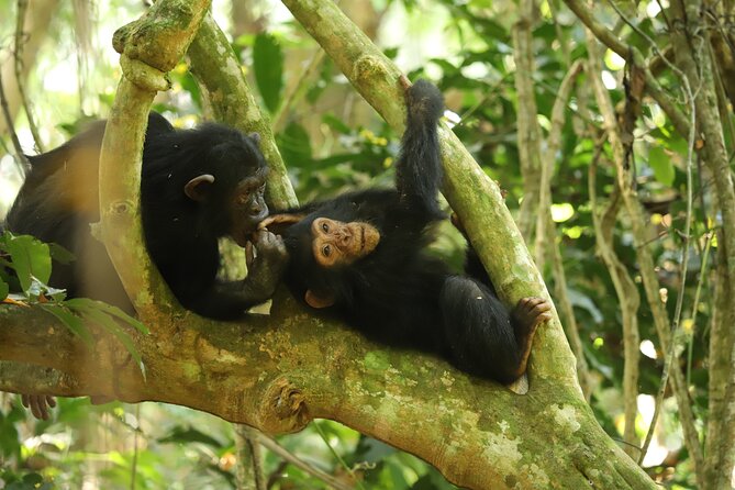 Gombe National Park Chimpanzee Trekking - What to expect inside the park on a 6-hour-style trek