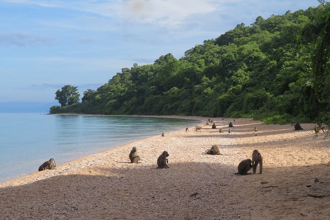 Gombe National Park Chimpanzee Trekking - Group discounts and mobile ticket: helpful touches, not the main story