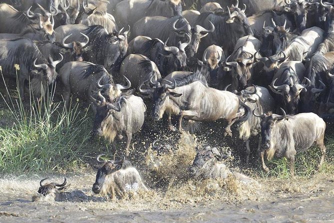 Great Migration Safari In Tanzania - From Kilimanjaro to Karatu: you start with fewer stress points