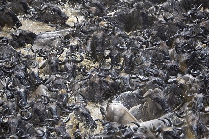 Great Migration Safari In Tanzania - Northern Serengeti hunting: Lobo, Bologonya, Mara and the Great Migration window