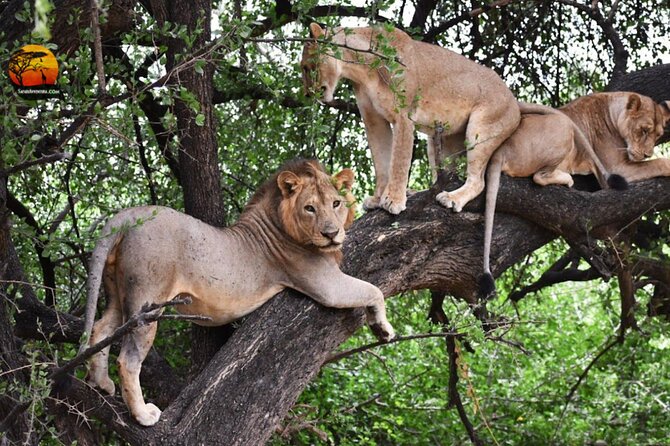 Group Safari 7 Days in Tanzania's Main Parks - Day 1 in Arusha: pickup and an Arusha Village Experience