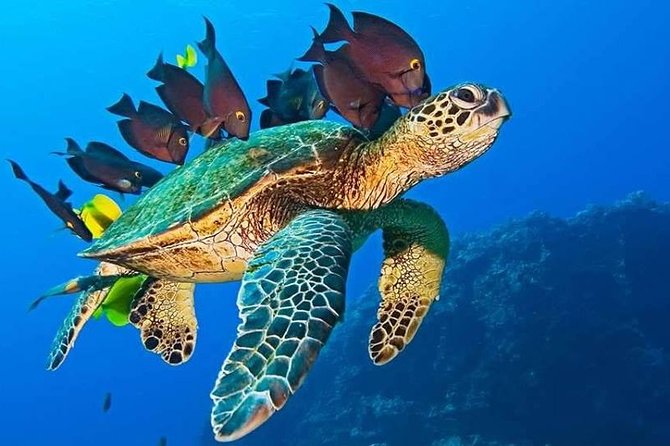 Half-Day Dolphin & Snorkeling Tour in Mnemba Island Zanzibar - Mnemba Channel and the Coral Garden: Marine Life You Can Aim For