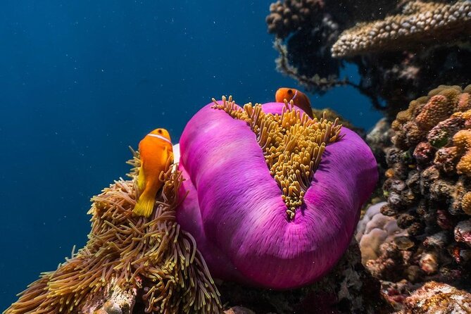 Half-Day Dolphin & Snorkeling Tour in Mnemba Island Zanzibar - Price and Value: Is $120 a Good Deal?