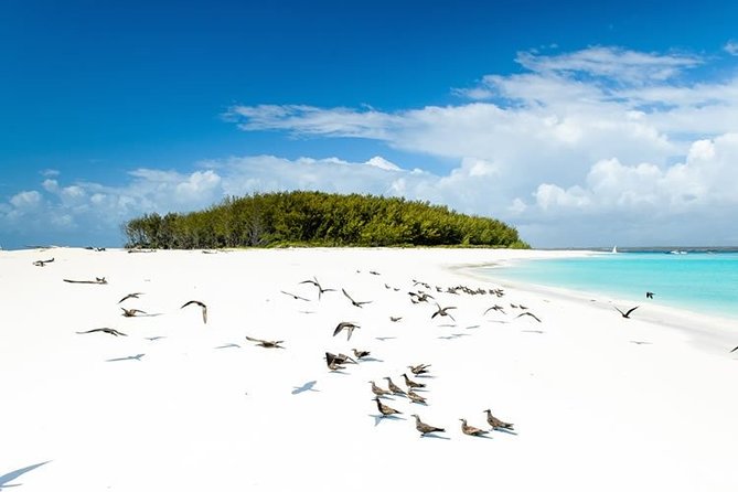 Half-Day Dolphin & Snorkeling Tour in Mnemba Island Zanzibar - The 3-Hour Rhythm Starting at 8:00 AM