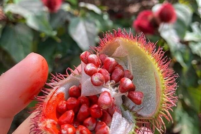 Half-Day Private Spice Tour in Kizimbani Farms, Zanzibar - Key highlights I’d circle